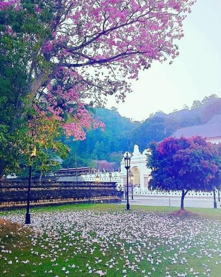 Grand Orchid Residence Kandy Exterior foto